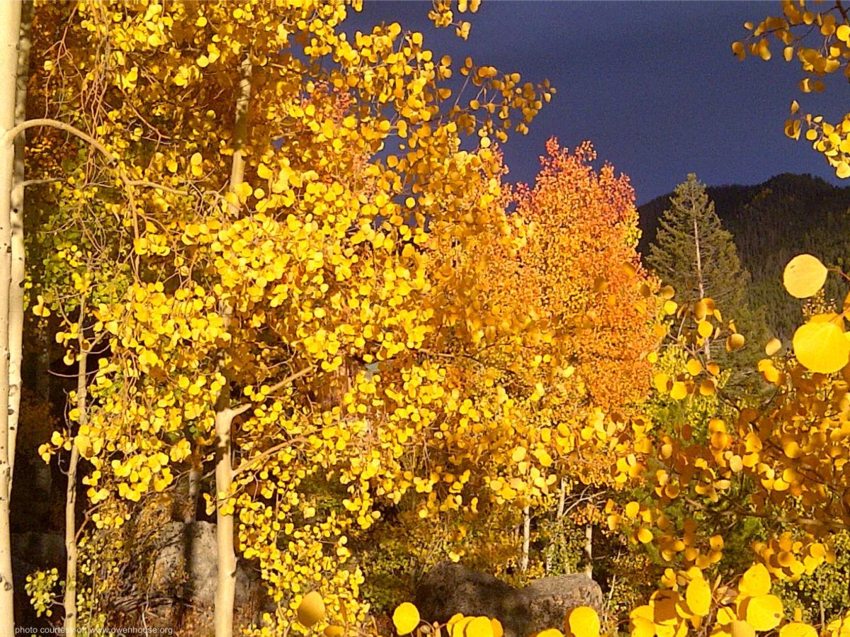 Slide 17 - Picture of the aspen trees as they change beautiful colors during the fall.