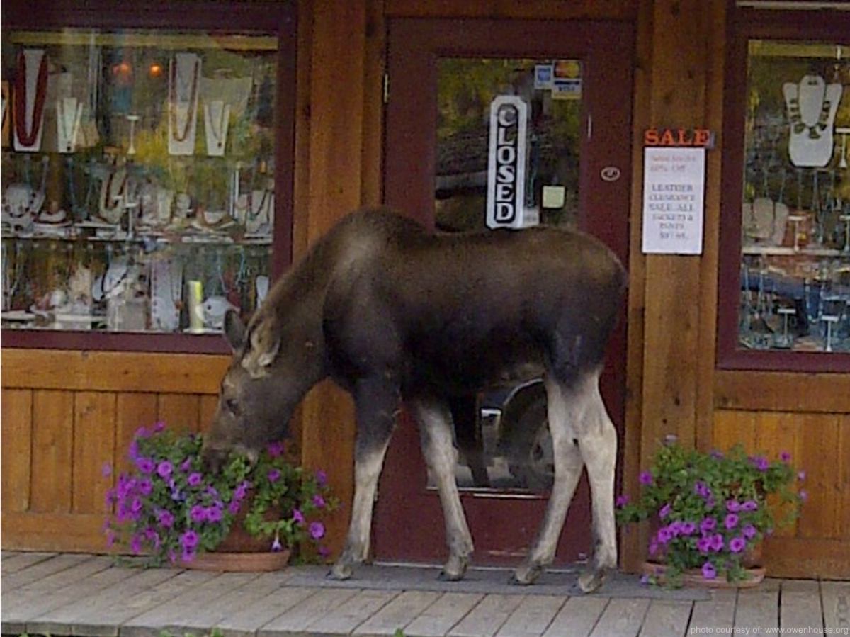 Slide 11 - Picture of a moose grazing on the plants along one of the shops on the board walk in downtown in Grand Lake, Colorado.